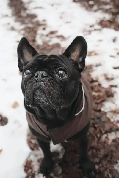 Senior elderly French bulldog and pug mixed breed sitting in a forest with snow wearing pet clothing looking up