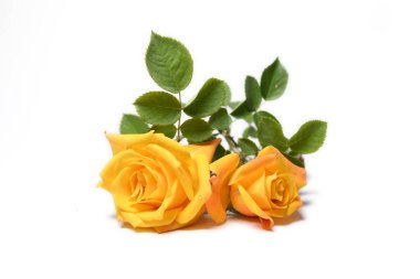 Yellow rose isolated on white background  clipart