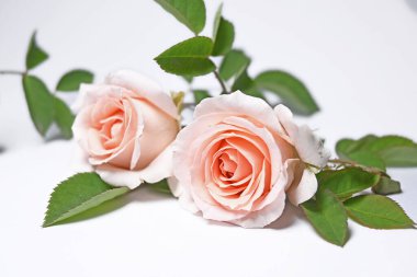 Offwhite pink rose isolated on white background  clipart