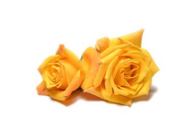 Yellow flowers on white  clipart