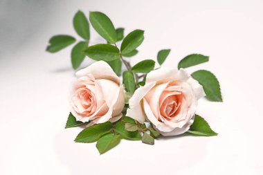 Pembe gül beyaz üzerine izole