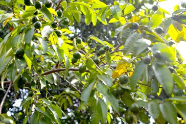 Ağaçta Guava meyvesi, olgunlaşmamış guava meyveleri.