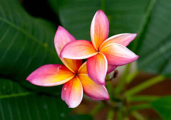 Schöne Frangipani Blume Farbenfrohe Frangipani Aus Nächster Nähe — Stockfoto