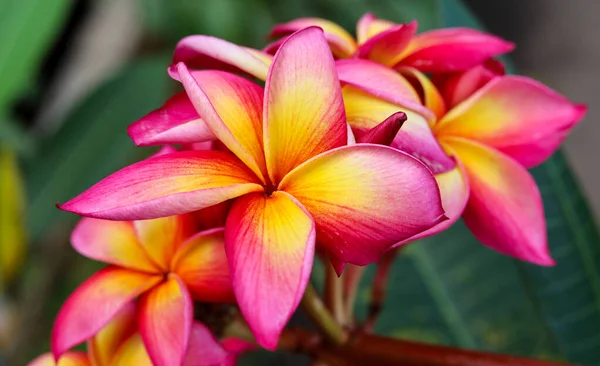 Güzel Frangipani Çiçeği Pembe Sarı Renkli Frangipani Çiçeği — Stok fotoğraf