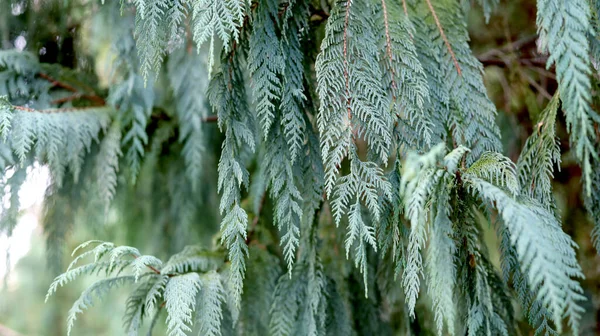 Yeşil ağaç yapraklarını kapat - yeşil ağaç yaprakları arkaplan