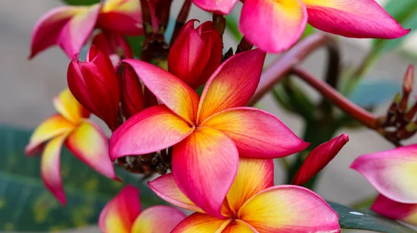 stock image Beautiful Frangipani Flower - pink and yellow colorful close up frangipani flower