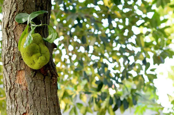 Ağaçta asılı duran taze meyveler. Olgunlaşmamış Jackfruit.