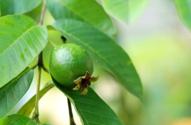 guava meyvesi ağaçta - olgunlaşmamış guava meyvesine yakın