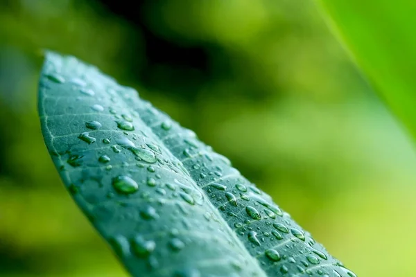 Yeşil yaprak dokusu ve bir damla su. Arkaplan için su damlaları olan yeşil yaprak