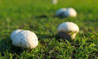 Parkta tütsülenmiş mantar.