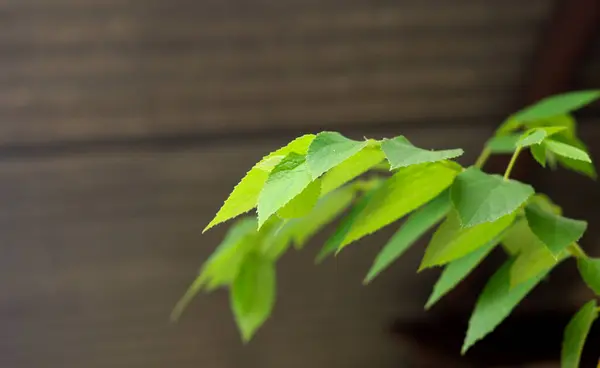 Yeşil yaprakların seçici odak noktası 