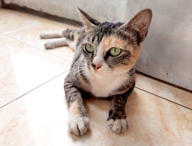 Sokak kedisi yerde yatıyor.