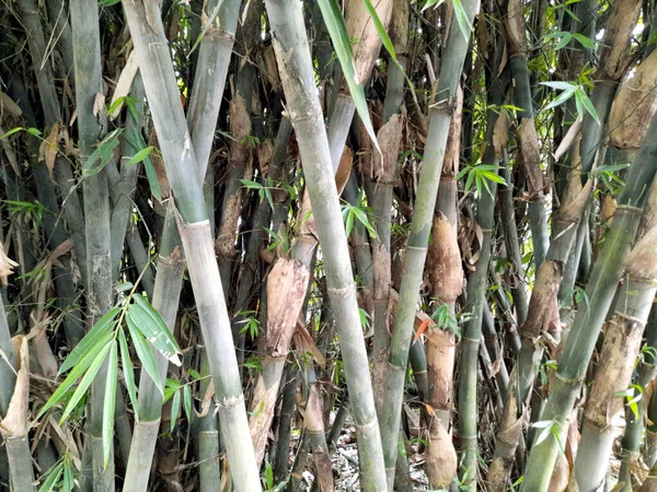 Zöld Bambusz Erdő Háttér — Stock Fotó