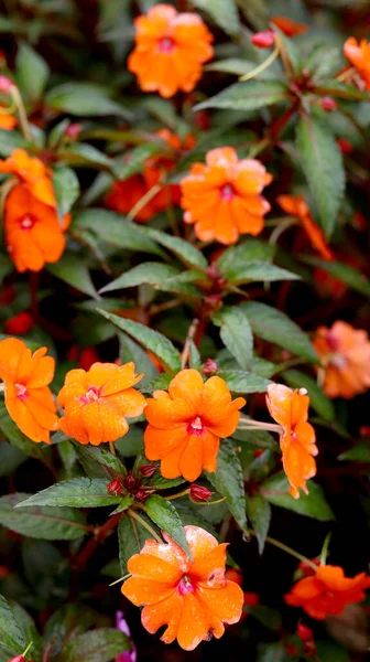 Bahçedeki Parktaki Güzel Küçük Turuncu Çiçekler — Stok fotoğraf