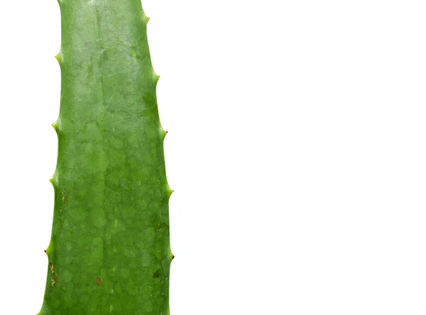 Gros Plan Aloe Vera Isolé Sur Fond Blanc — Photo