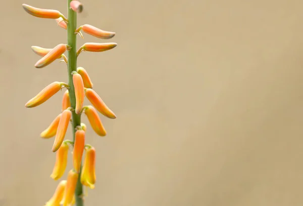 stock image Close up aloe vera flowers on brown background