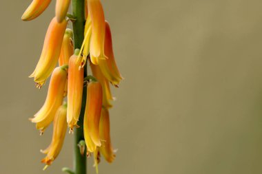 Kahverengi arkaplandaki aloe vera çiçeklerini kapat