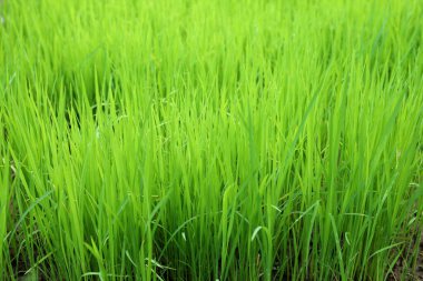 Yeşil, genç çeltik pirinç tarlası.