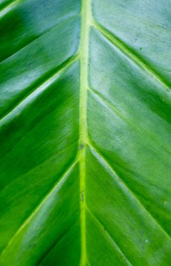 Yeşil yaprak dokusuna yakın çekim. Makro fotoğrafçılık