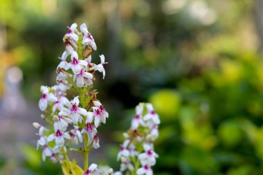 Sarı damarlı Eranthemum, bahçede açan küçük beyaz çiçekler.