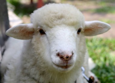 Beyaz bir keçi ya da koyunun yakın portresi