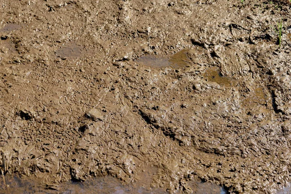 stock image The texture of the mud or wet soil as background