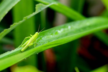 Yaprağın üzerinde yeşil çekirge, çekirgenin makro fotoğrafı.