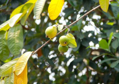 Guava ağacında yetişen guava meyvelerinin yakın çekimi.