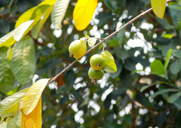 Close-up of guava fruits growing on the guava tree.
