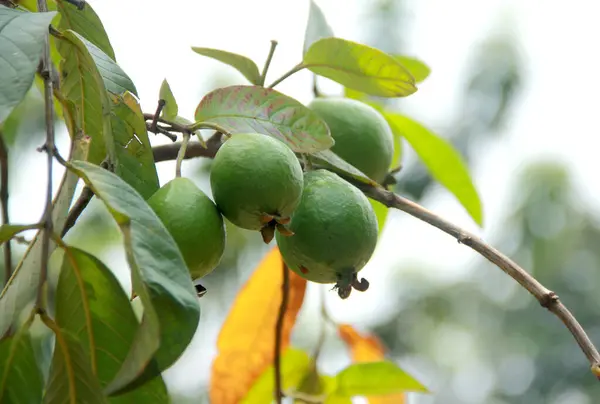 Close-up of guava fruits growing on the guava tree.