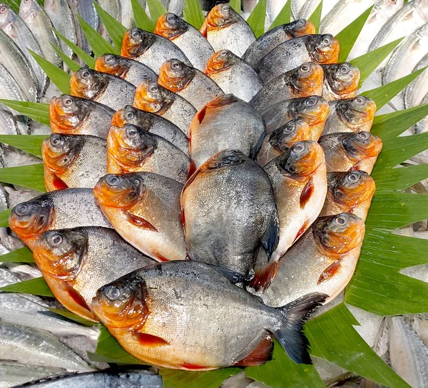 Balık pazarında taze çiğ Pacu balığı veya çiğ Ikan Bawal.