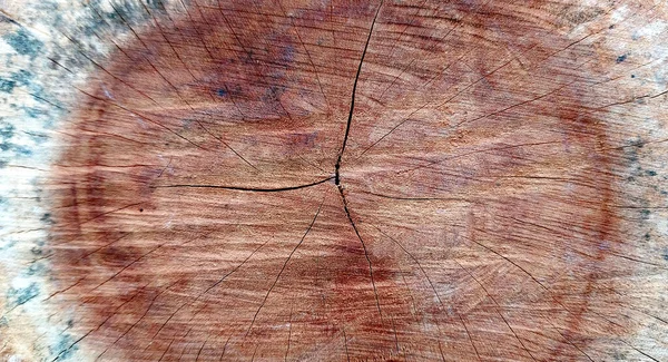 Old tree rings texture background