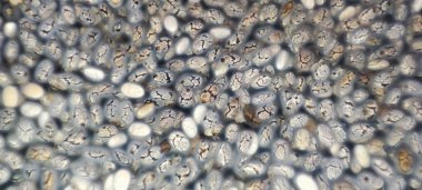 Tüm makro fotoğraflarda çiğ beyaz ve mermer fasulye yığını. Yumurtaya benziyor. Sis. Efekt.