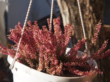 Saksıdaki çiçekler.