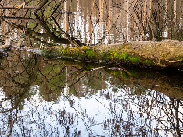 Stock image Nature in Ukraine. Lake in the forest.