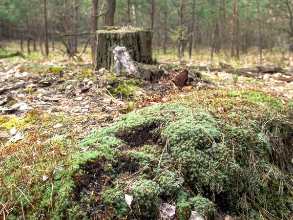 Forest Landscape Moss Texture — Stock Photo, Image