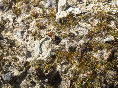 Taş bir duvarda yeşil yapraklar, yakın plan, doğal arka plan. Kayaların üzerinde büyüyen yosunların yakın çekimi. Doğa geçmişi. Yabanda bir kayanın üzerinde büyüyen bir liken.