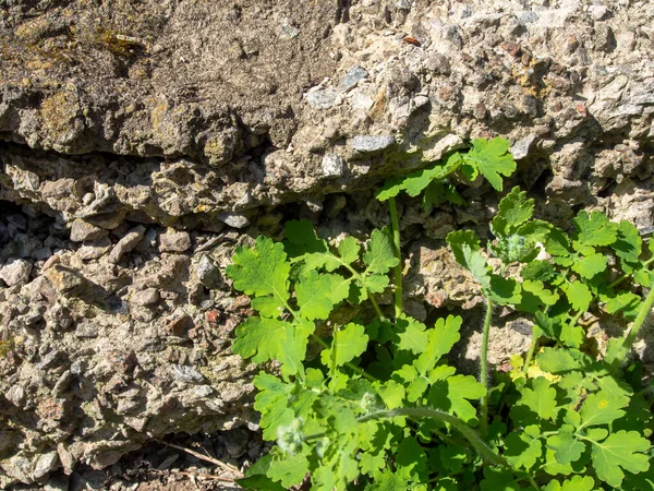 stock image Green leaves on a stone wall, close-up, natural background.