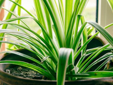 Pencere kenarındaki saksıda güzel yeşil bitki.