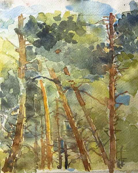 Forest landscape with pine trunks in summer. Pine forest Kyiv, Ukraine. Watercolor painting, illustration. Watercolor artwork.