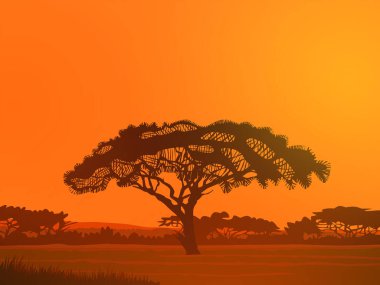 Afrika 'da günbatımı. Akşamları ağaçla Afrika 'da manzara.