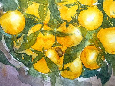 Yeşil yapraklı portakallar, kağıt üzerinde suluboya. Suluboya resim dokusu, portakal meyvesi çizimleri..