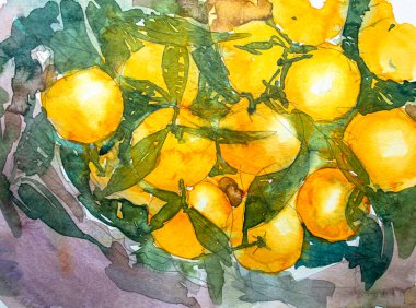 Yeşil yapraklı portakallar, kağıt üzerinde suluboya. Suluboya resim dokusu, portakal meyvesi çizimleri..