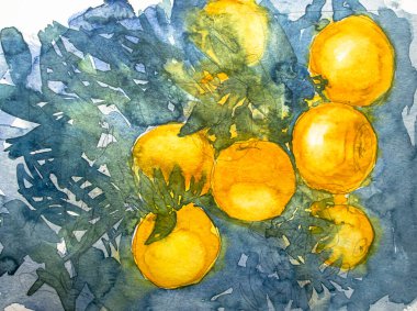 Yeşil yapraklı portakallar, kağıt üzerinde suluboya. Suluboya resim dokusu, portakal meyvesi çizimleri..