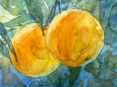 Yeşil yapraklı portakallar, kağıt üzerinde suluboya. Suluboya resim dokusu, portakal meyvesi çizimleri..