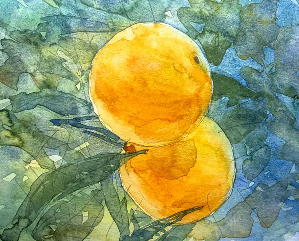 Yeşil yapraklı portakallar, kağıt üzerinde suluboya. Suluboya resim dokusu, portakal meyvesi çizimleri..