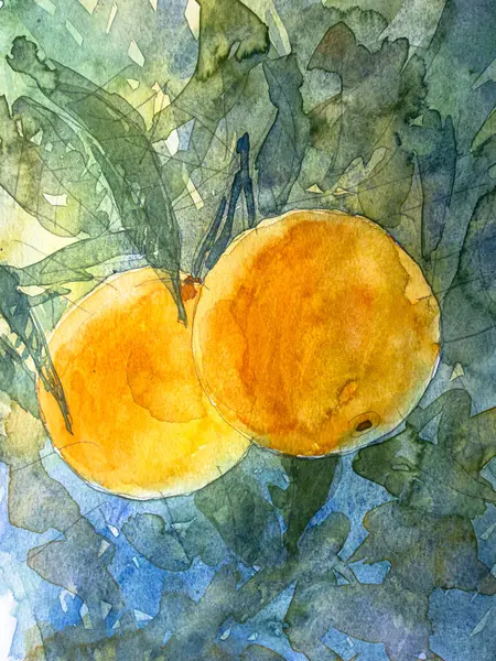 Yeşil yapraklı portakallar, kağıt üzerinde suluboya. Suluboya resim dokusu, portakal meyvesi çizimleri..