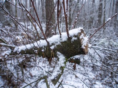 Kar ormanı. Kış ormanı Ormandaki buzlu ağaçlar. Kış manzarası.
