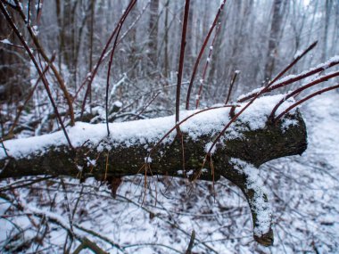 Kar ormanı. Kış ormanı Ormandaki buzlu ağaçlar. Kış manzarası.