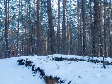 Kar ormanı. Kış ormanı Ormandaki buzlu ağaçlar. Kış manzarası.